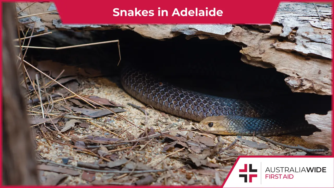 A brown snake sheltering beneath a piece of wood